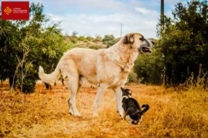 Lire la suite à propos de l’article Rafeiro do Alentejo Éleveurs et chiots en Occitanie