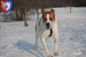 Lire la suite à propos de l’article Rafeiro do Alentejo Éleveurs et chiots en Pays de la Loire