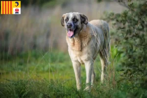 Lire la suite à propos de l’article Rafeiro do Alentejo Éleveurs et chiots en Provence-Alpes-Côte d’Azur