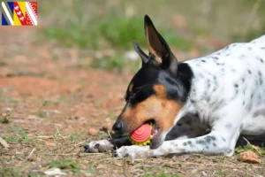 Lire la suite à propos de l’article Ratonero Valenciano éleveurs et chiots en Grand Est