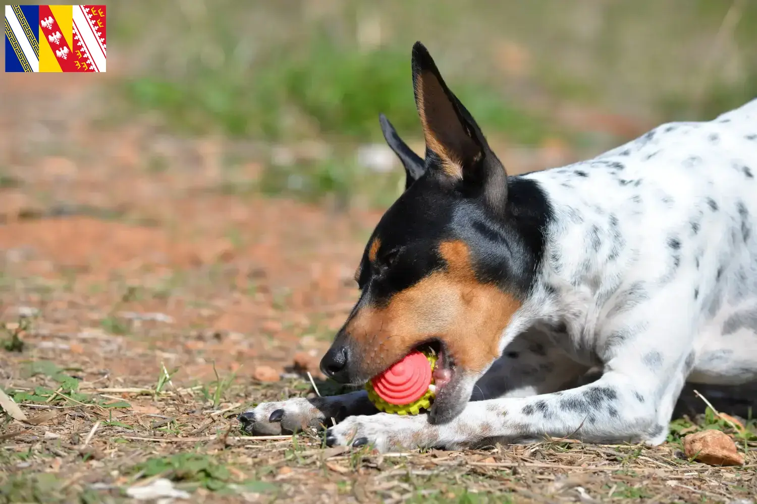 Ratonero Valenciano chiots et éleveurs Grand Est Ici tu trouves les éleveurs de Ratonero Valenciano en Grand Est.