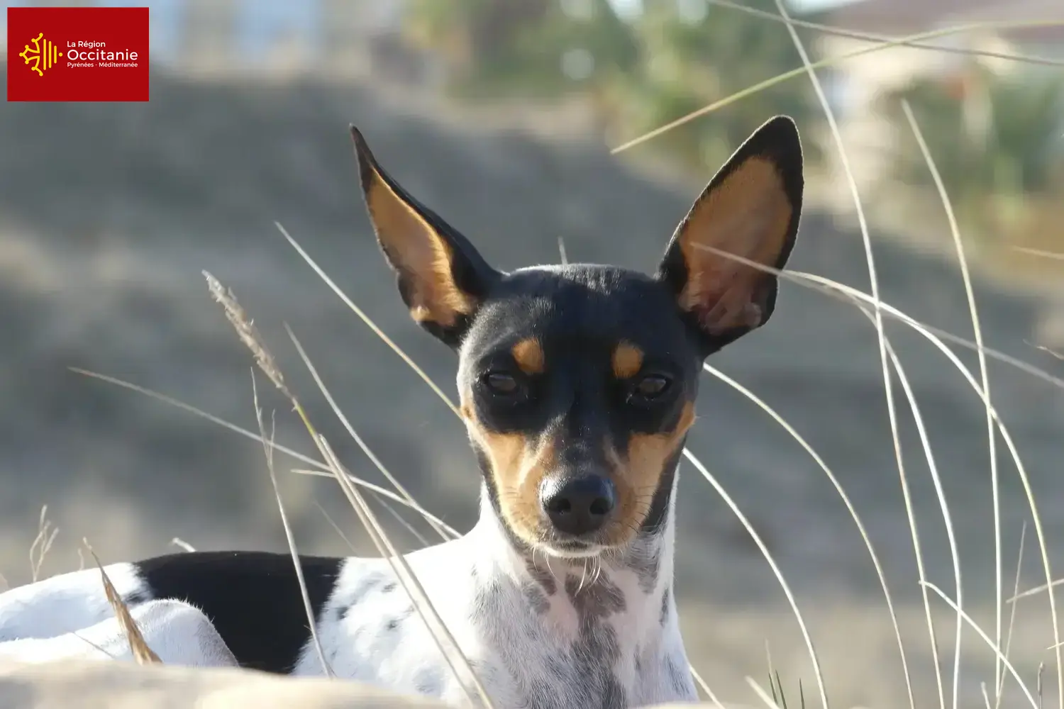 Ratonero Valenciano chiots et éleveurs Occitanie Ici, tu trouveras les éleveurs de Ratonero Valenciano en Occitanie.