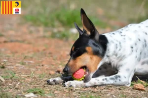Lire la suite à propos de l’article Ratonero Valenciano éleveurs et chiots en Provence-Alpes-Côte d’Azur