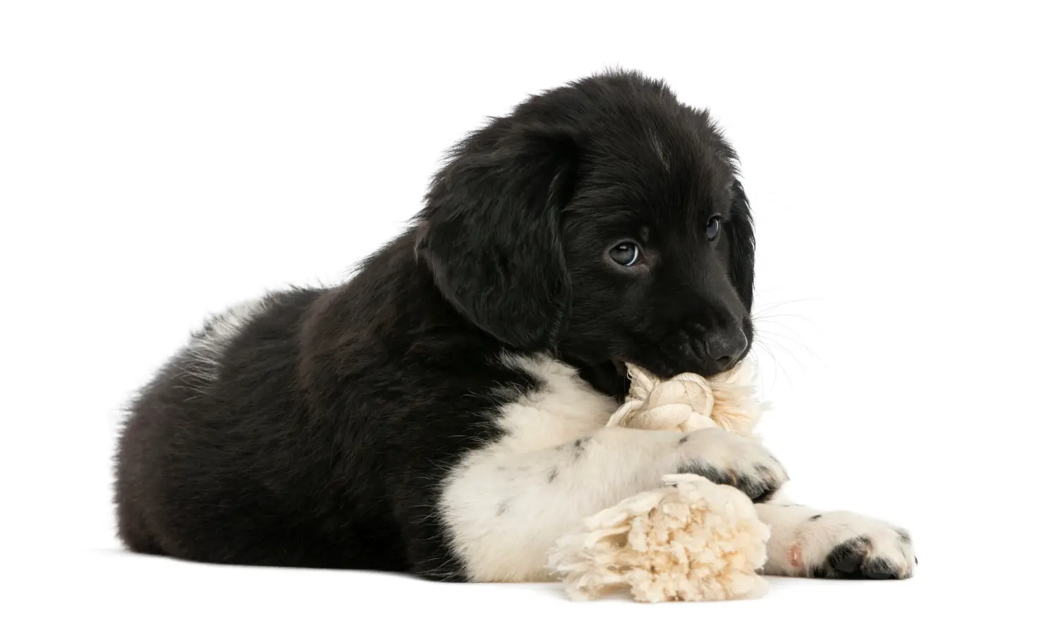 Acheter un chiot Stabij, c'est prendre ses responsabilités ! Acheter des chiots Stabij.