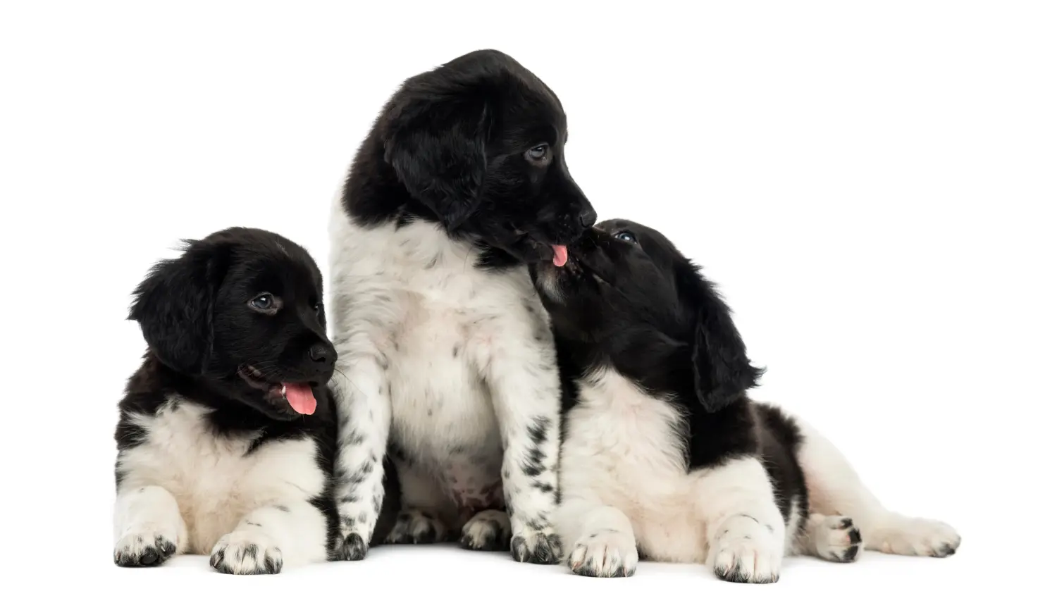 Acheter un chiot Stabij, c'est prendre ses responsabilités ! Acheter des chiots Stabij.