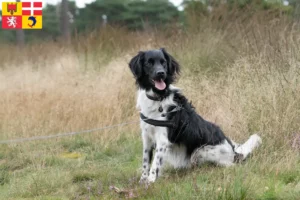 Lire la suite à propos de l’article Stabij éleveurs et chiots en Auvergne-Rhône-Alpes