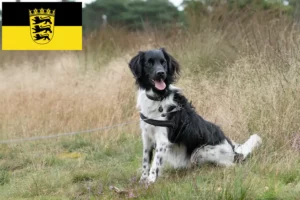 Lire la suite à propos de l’article Stabij éleveurs et chiots en Baden-Württemberg