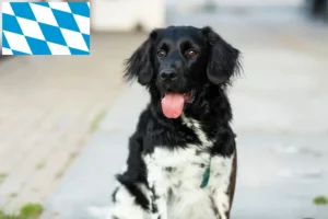 Lire la suite à propos de l’article Stabij éleveurs et chiots en Bavière