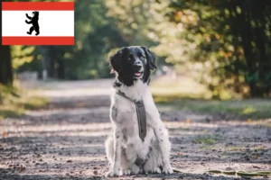Lire la suite à propos de l’article Stabij éleveurs et chiots à Berlin
