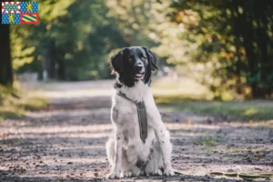 Lire la suite à propos de l’article Stabij éleveurs et chiots en Bourgogne-Franche-Comté