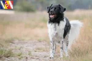 Lire la suite à propos de l’article Stabij éleveurs et chiots en Grand Est