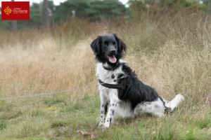 Lire la suite à propos de l’article Stabij éleveurs et chiots en Occitanie