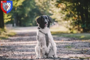 Lire la suite à propos de l’article Stabij éleveurs et chiots en Pays de la Loire