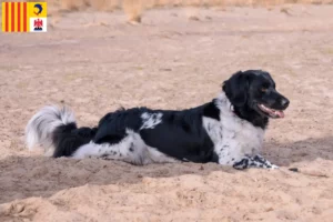 Lire la suite à propos de l’article Stabij éleveurs et chiots en Provence-Alpes-Côte d’Azur
