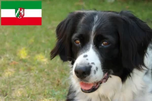 Lire la suite à propos de l’article Stabij éleveurs et chiots en Rhénanie-du-Nord-Westphalie
