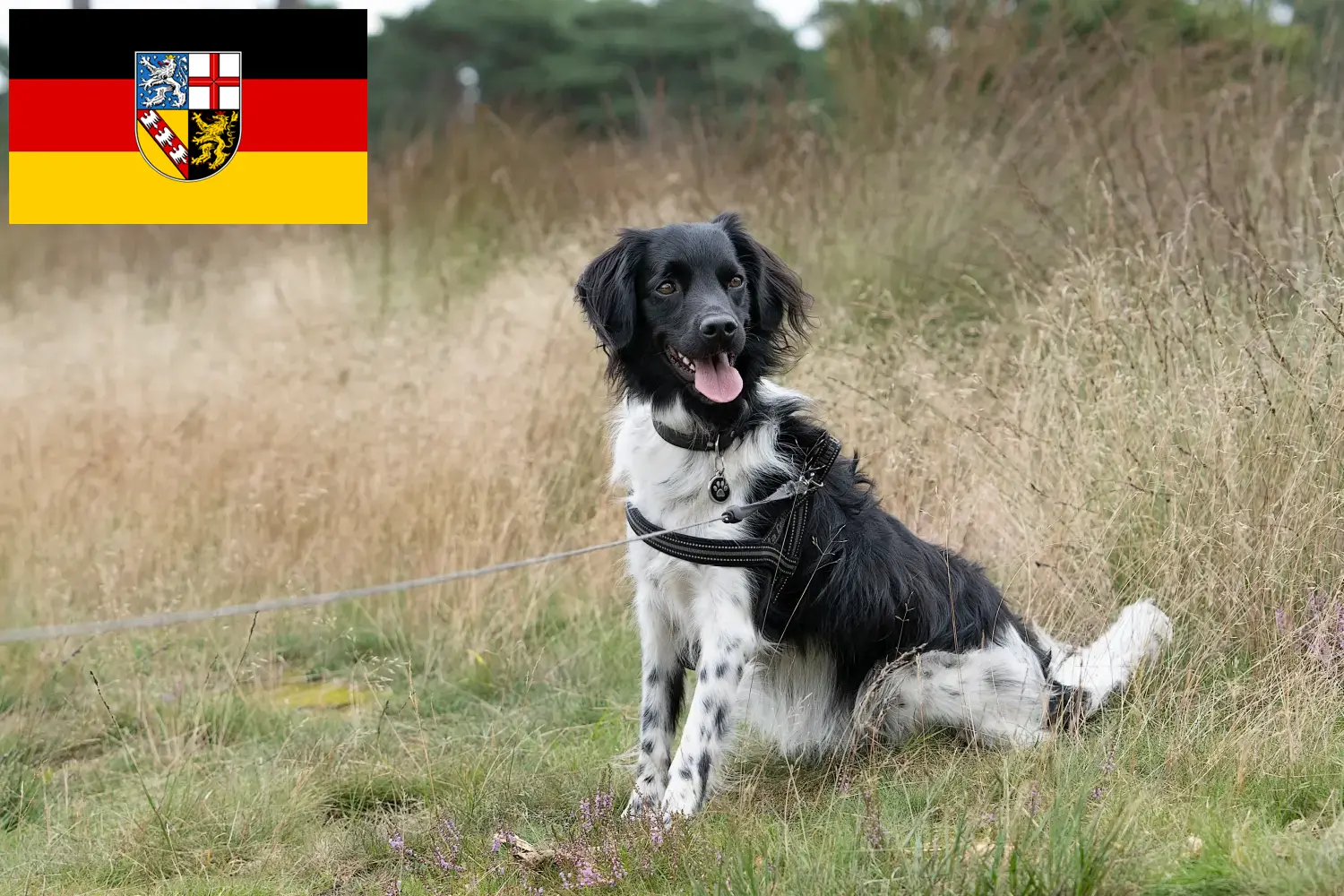 Stabij Chiots et éleveurs Saarland Ici, tu trouveras les éleveurs de Stabijs en Sarre.