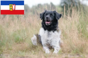 Lire la suite à propos de l’article Stabij éleveurs et chiots dans le Schleswig-Holstein