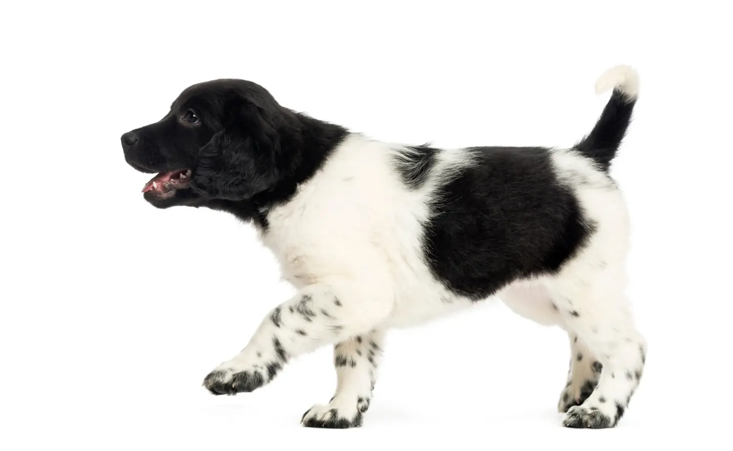 Acheter un chiot Stabij, c'est prendre ses responsabilités ! Acheter des chiots Stabij.