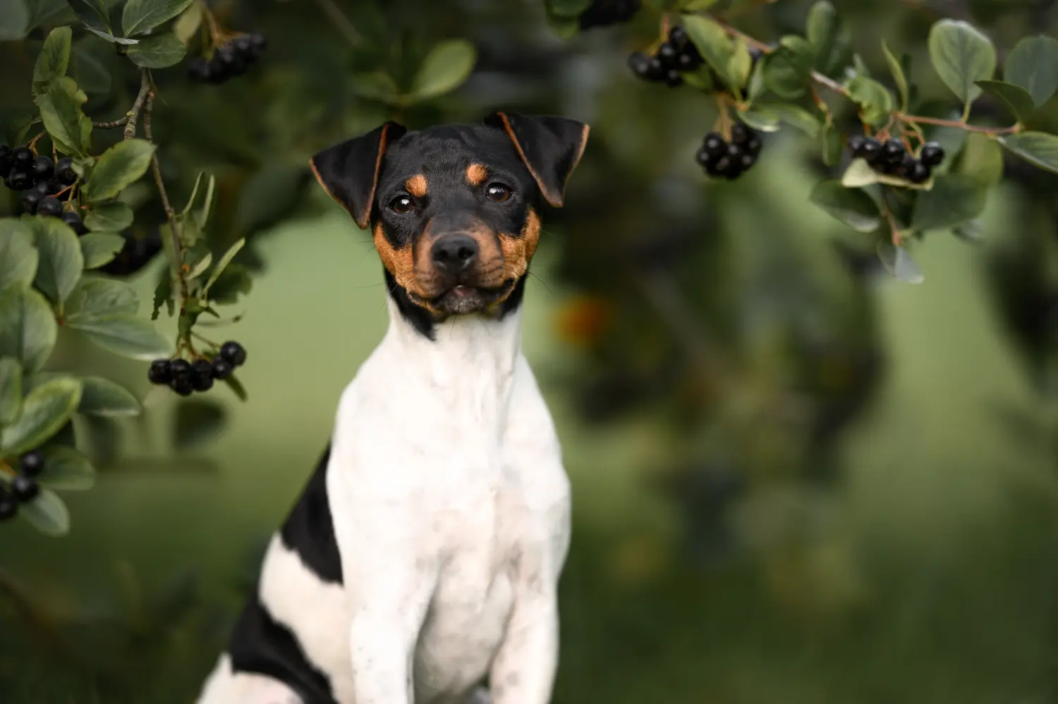 Acheter un chiot Terrier du Brésil, c'est prendre ses responsabilités ! Acheter un chiot terrier brésilien.