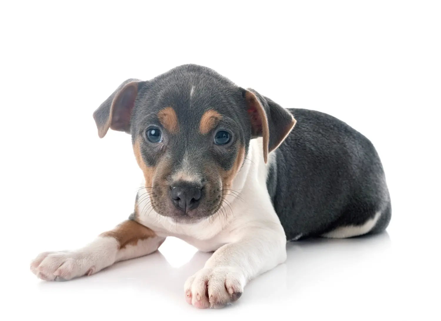 Acheter un chiot Terrier du Brésil, c'est prendre ses responsabilités ! Acheter un chiot terrier brésilien.