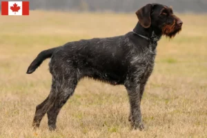 Lire la suite à propos de l’article Éleveurs et chiots de chiens allemands à poil dur au Canada