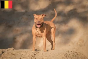 Lire la suite à propos de l’article Éleveurs d’American Pit Bull Terrier et chiots en Belgique