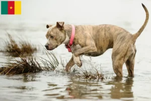 Lire la suite à propos de l’article Éleveurs d’American Pit Bull Terrier et chiots au Cameroun