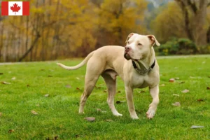 Lire la suite à propos de l’article Éleveurs et chiots d’American Pit Bull Terrier au Canada