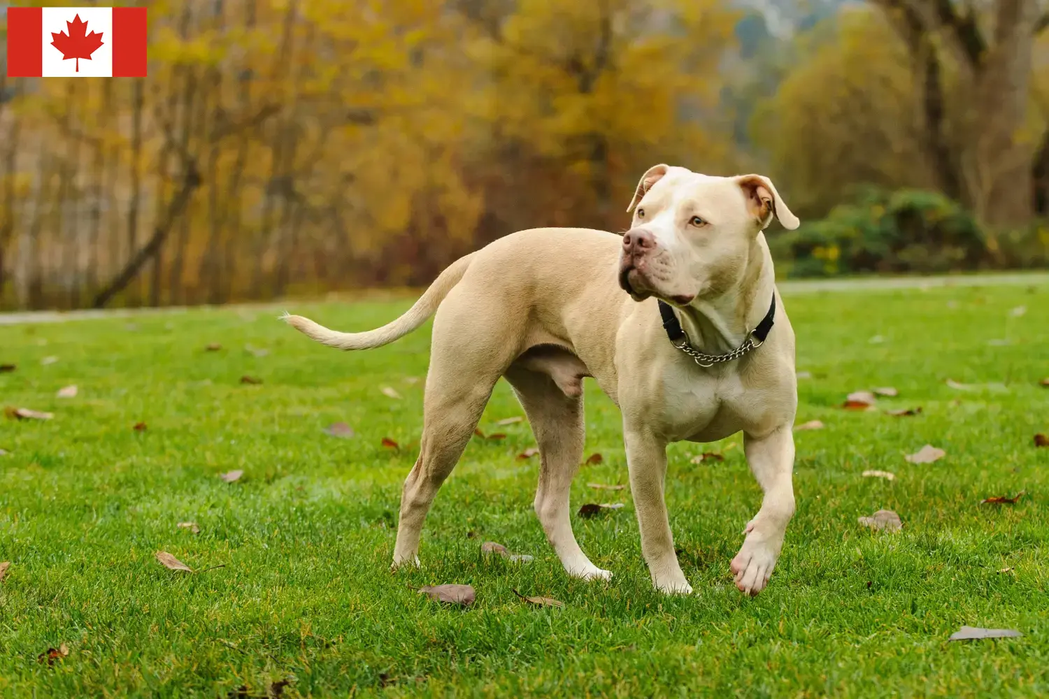 Américain Pit Bull Terrier chiots et éleveurs Canada Ici, tu trouveras des éleveurs d'American Pit Bull Terrier au Canada.