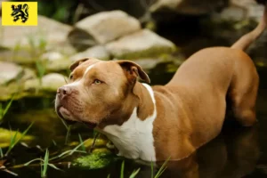 Lire la suite à propos de l’article Éleveurs d’American Pit Bull Terrier et chiots en Flandre