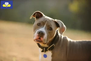 Lire la suite à propos de l’article Éleveurs d’American Pit Bull Terrier et chiots en Région de Bruxelles-Capitale