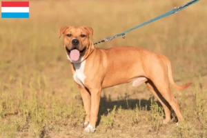 Lire la suite à propos de l’article Éleveurs de Staffordshire Terrier américain et chiots au Luxembourg