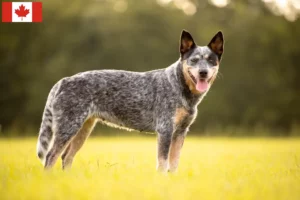 Lire la suite à propos de l’article Éleveurs de chiens de race australienne et chiots au Canada