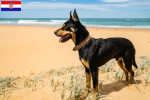 Lire la suite à propos de l’article Éleveurs de kelpies australiens et chiots en Croatie