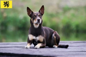 Lire la suite à propos de l’article Éleveurs de Kelpies australiens et chiots en Flandre
