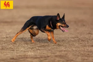 Lire la suite à propos de l’article Éleveurs de Kelpies australiens et chiots en Région wallonne