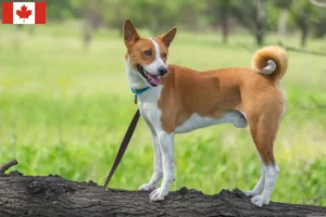 Lire la suite à propos de l’article Éleveurs de Basenji et chiots au Canada
