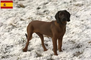 Lire la suite à propos de l’article Éleveurs de chiens de montagne bavarois et chiots en Espagne