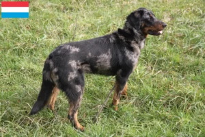 Lire la suite à propos de l’article Éleveurs de Beaucerons et chiots au Luxembourg