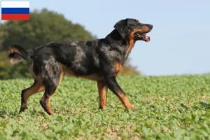 Lire la suite à propos de l’article Éleveurs de Beaucerons et chiots en Russie