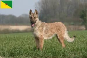 Lire la suite à propos de l’article Éleveurs de bergers belges et chiots en Guyane française