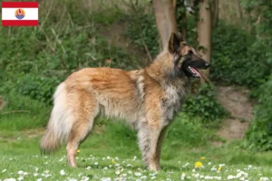 Lire la suite à propos de l’article Éleveurs de bergers belges et chiots en Polynésie française