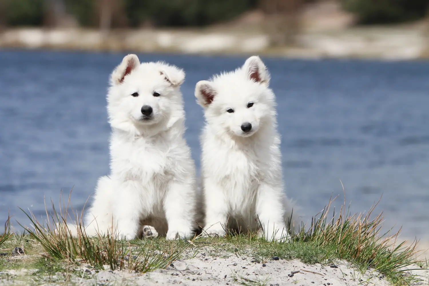 Acheter un chiot Berger Blanc Suisse, c'est prendre ses responsabilités ! Acheter un chiot berger blanc suisse.