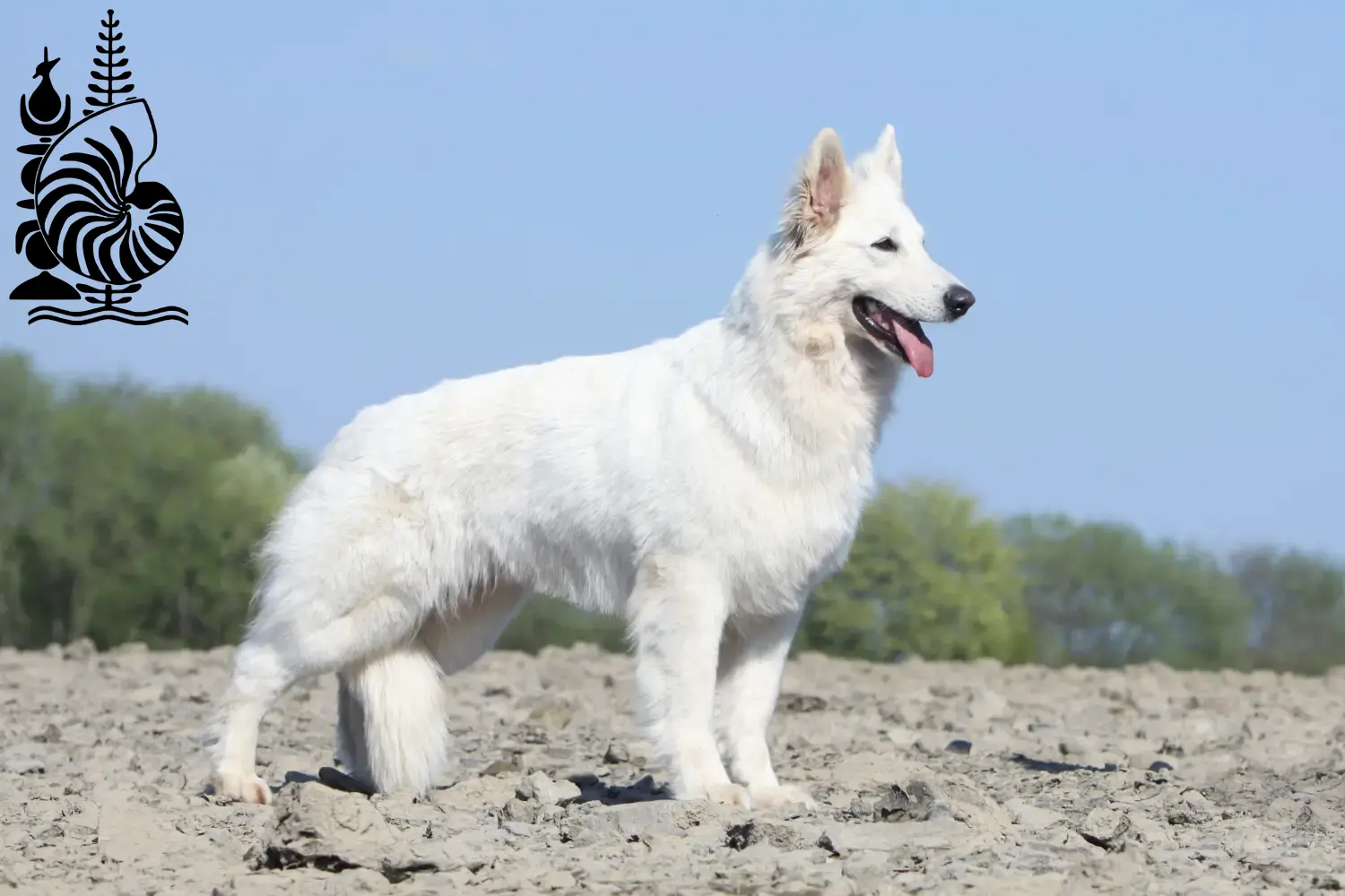 Berger blanc suisse chiots et éleveurs Nouvelle-Calédonie Ici, tu trouveras des éleveurs de Bergers Blancs Suisses en Nouvelle-Calédonie.