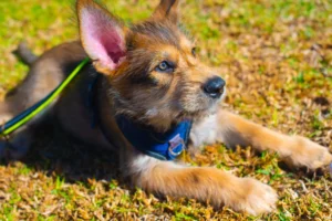 Lire la suite à propos de l’article Berger de Picardie Éleveurs et chiots au Canada