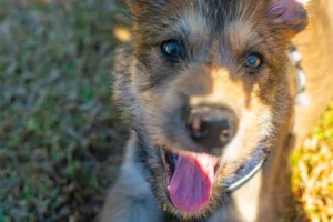 Lire la suite à propos de l’article Éleveurs de Bichon Frisé et chiots en Martinique