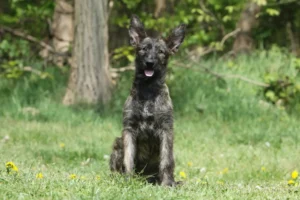 Lire la suite à propos de l’article Berger de Picardie Éleveurs et chiots en Région de Bruxelles-Capitale