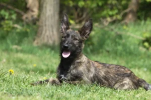 Lire la suite à propos de l’article Berger de Picardie éleveurs et chiots en région wallonne