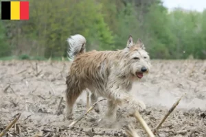 Lire la suite à propos de l’article Berger de Picardie éleveurs et chiots en Belgique