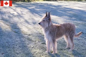 Lire la suite à propos de l’article Berger de Picardie Éleveurs et chiots au Canada
